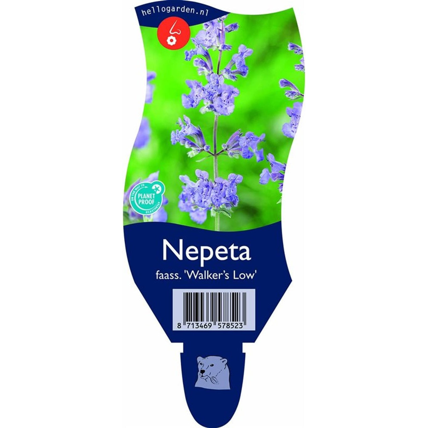 Kantnepeta – Nepeta 'Walker's Low' - P11